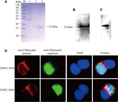 Frontiers | The Chlamydia Psittaci Inclusion Membrane Protein 0556 ...